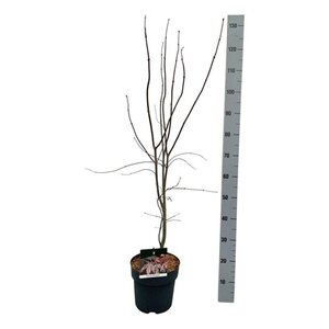 Acer pal. 'Bloodgood' 60-80 cm cont. 5,0L - afbeelding 7