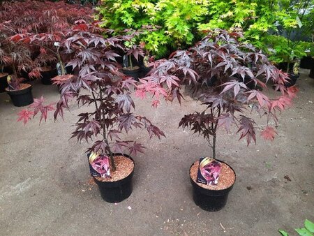 Acer pal. 'Bloodgood' 60-80 cm cont. 5,0L - afbeelding 2