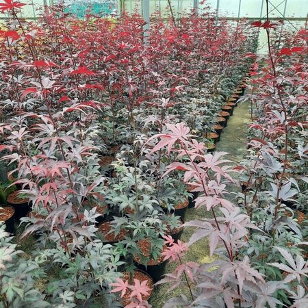 Acer pal. 'Bloodgood' 60-80 cm cont. 5,0L - afbeelding 3