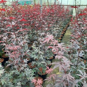 Acer pal. 'Bloodgood' 60-80 cm cont. 5,0L - afbeelding 3