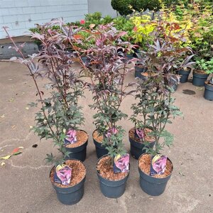 Acer pal. 'Bloodgood' 60-80 cm cont. 5,0L - afbeelding 5