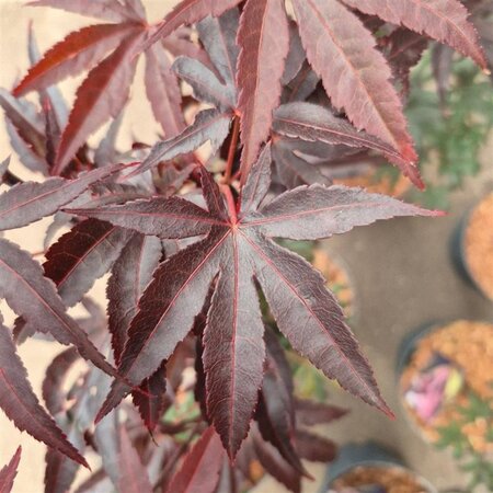Acer pal. 'Bloodgood' 60-80 cm cont. 5,0L - afbeelding 6