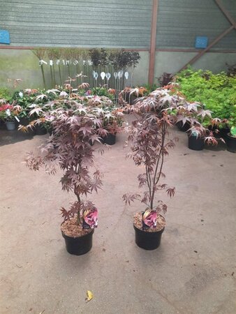 Acer pal. 'Bloodgood' 60-80 cm cont. 5,0L - afbeelding 4