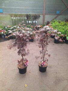 Acer pal. 'Bloodgood' 60-80 cm cont. 5,0L - afbeelding 4