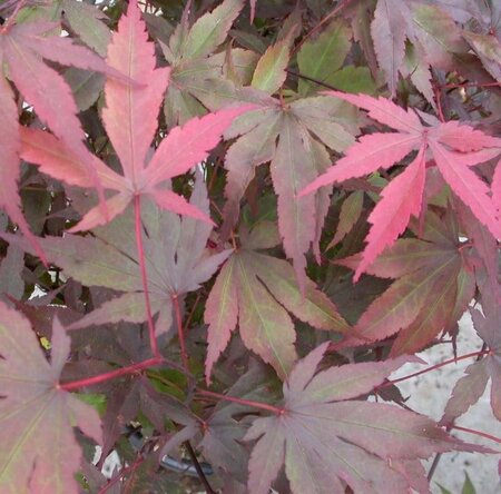 Acer pal. 'Bloodgood' 80-100 cm container