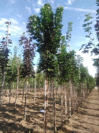 Acer plat. 'Columnare' 12-14 Hoogstam wortelgoed 2 X verplant