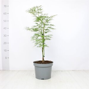 Acer pal. 'Dissectum' 50-60 cm cont. 5,0L