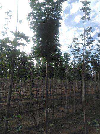 Acer plat. 'Globosum' 12-14 HO wortelgoed 2 X verplant - afbeelding 8