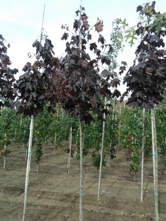 Acer plat. 'Royal Red' 8-10 HO wortelgoed - afbeelding 4