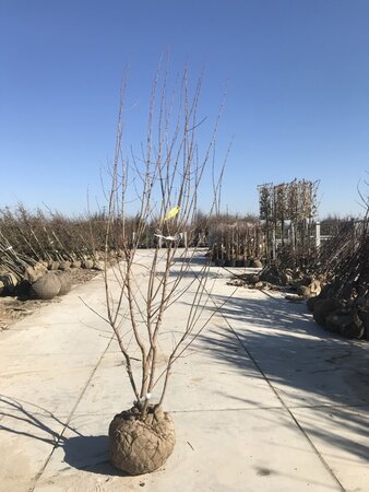Acer tataricum ginnala 300-350 cm cont. 160L meerstammig 3 stam