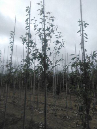 Amelanchier arborea 'Robin Hill' 8-10 HO wortelgoed - afbeelding 12