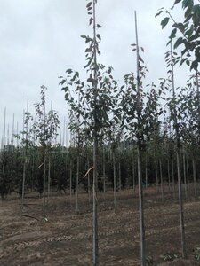 Amelanchier arborea 'Robin Hill' 8-10 HO wortelgoed - afbeelding 2