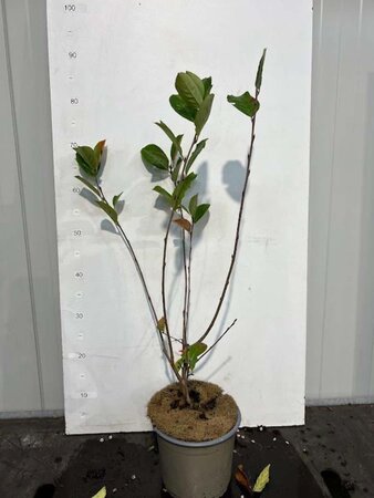 Aronia arbutifolia 'Brilliant' 50-60 cm cont. 3,0L