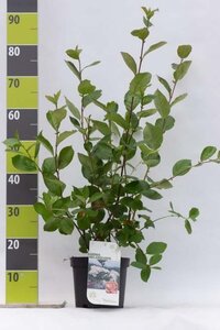 Aronia melanocarpa 40-60 cm cont. 3,0L - afbeelding 1