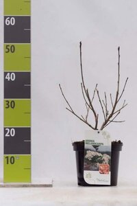 Aronia melanocarpa 40-60 cm cont. 3,0L - afbeelding 2