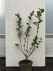 Aronia prunifolia 'Nero' 50-60 cm cont. 3,0L