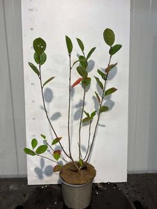 Aronia prunifolia 'Viking' 50-60 cm cont. 3,0L
