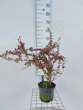 Berberis thunb. 'Atropurpurea' 30-40 cm cont. 3,0L