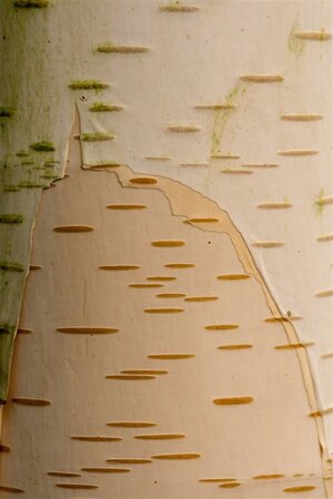 Betula utilis 'Doorenbos' 300-350 cm cont. 110L meerstammig - afbeelding 4