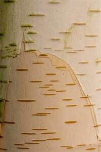 Betula utilis 'Doorenbos' 300-350 cm cont. 110L meerstammig - afbeelding 4