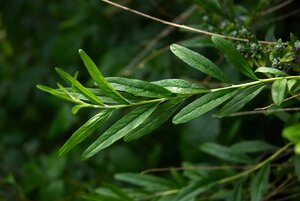 Buddleja alternifolia 50-60 cm cont. 3,0L - afbeelding 3