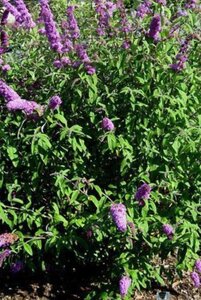Buddleja d. 'Border Beauty' 60-90 cm container - afbeelding 1