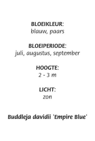 Buddleja d. 'Empire Blue' geen maat specificatie cont. 3,0L - afbeelding 5