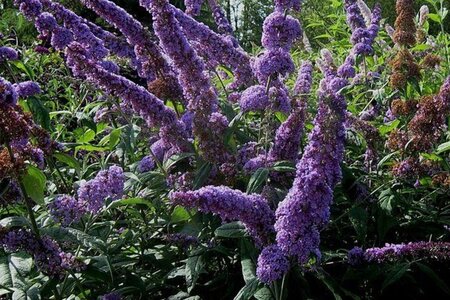 Buddleja d. 'Orchid Beauty' 60-90 cm container - afbeelding 1