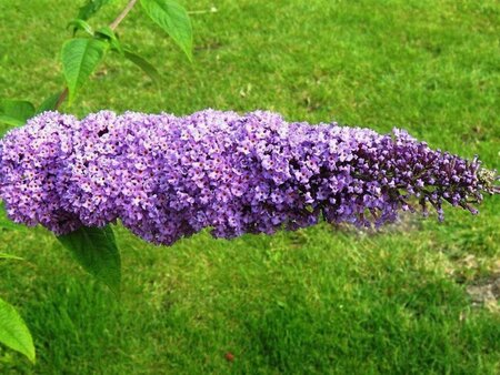 Buddleja d. 'Orchid Beauty' 60-90 cm container - afbeelding 3