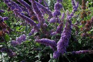 Buddleja d. 'Orchid Beauty' 60-90 cm container - image 1
