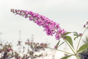 Buddleja d. 'Pink Delight' 60-90 cm container - afbeelding 1