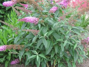 Buddleja d. 'Pink Delight' 60-90 cm container - afbeelding 3
