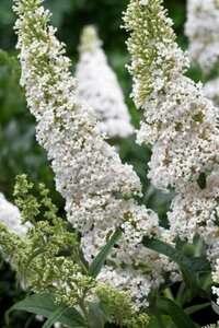 Buddleja d. 'Peace' 60-90 cm container - afbeelding 1