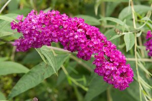 Buddleja d. 'Royal Red' 60-90 cm container - afbeelding 1