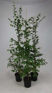 Carpinus betulus 125-150 cm cont. 5,0L