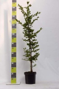 Carpinus betulus 125-150 cm cont. 7,5L