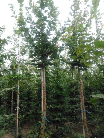 Carpinus betulus 14-16 Hoogstam draadkluit 2 X verplant