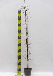 Carpinus betulus 175-200 cm cont. 7,5L