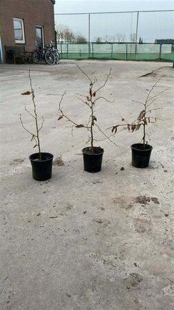Carpinus betulus 40-60 cm cont. 2,5L