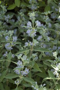 Caryopteris cland. 'Heavenly Blue' 30-40 cm cont. 2,0L - image 1