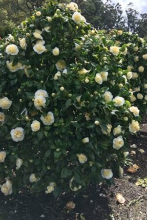 Camellia j. 'Brushfield's Yellow' 40-60 cm cont. 3,0L - afbeelding 2