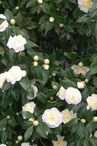 Camellia j. 'Brushfield's Yellow' 40-60 cm cont. 3,0L - afbeelding 3