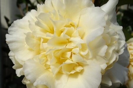 Camellia j. 'Brushfield's Yellow' 80-100 cm container - afbeelding 1
