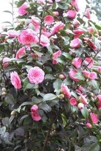 Camellia j. 'Lady Campbell' 60-80 cm container - afbeelding 3