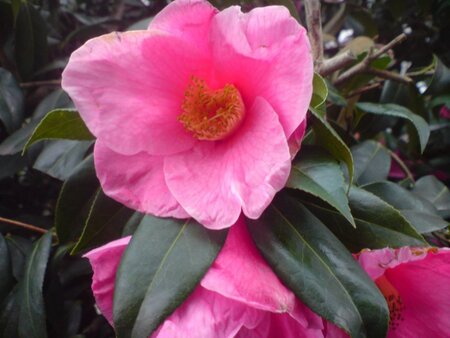 Camellia j. 'Lady Campbell' 60-80 cm container - afbeelding 4