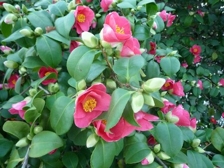 Camellia japonica 175-200 cm cont. 65L - afbeelding 1