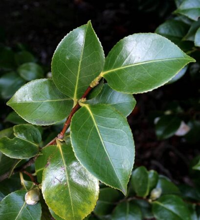 Camellia japonica 40-60 cm cont. 3,0L - afbeelding 2