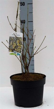 Chimonanthus praecox 30-40 cm cont. 3,0L