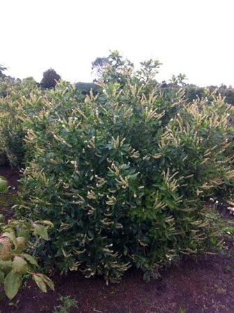 Clethra alnifolia 60-80 cm container