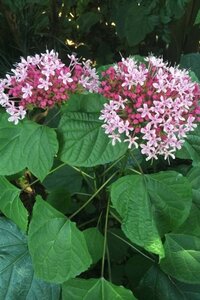 Clerodendrum bungei 40-60 cm cont. 3,0L - afbeelding 1